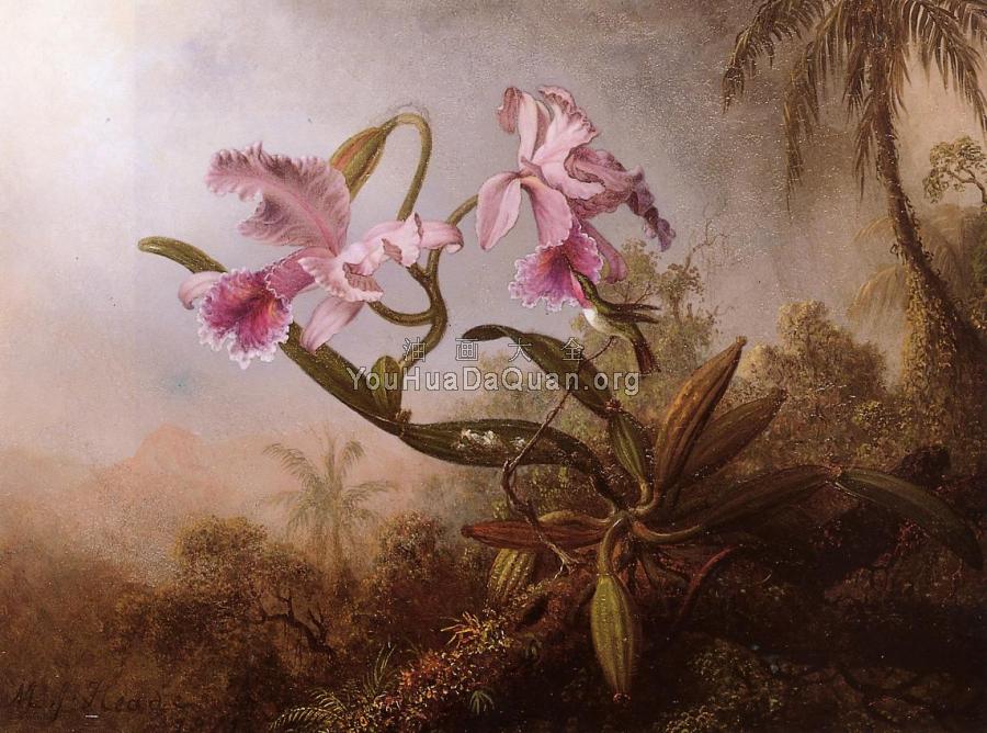 Orchids and Hummingbird - 马丁·约翰逊·赫德